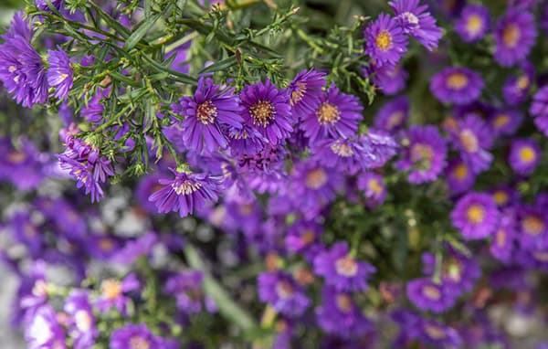 Vue de la salle et des boiseries