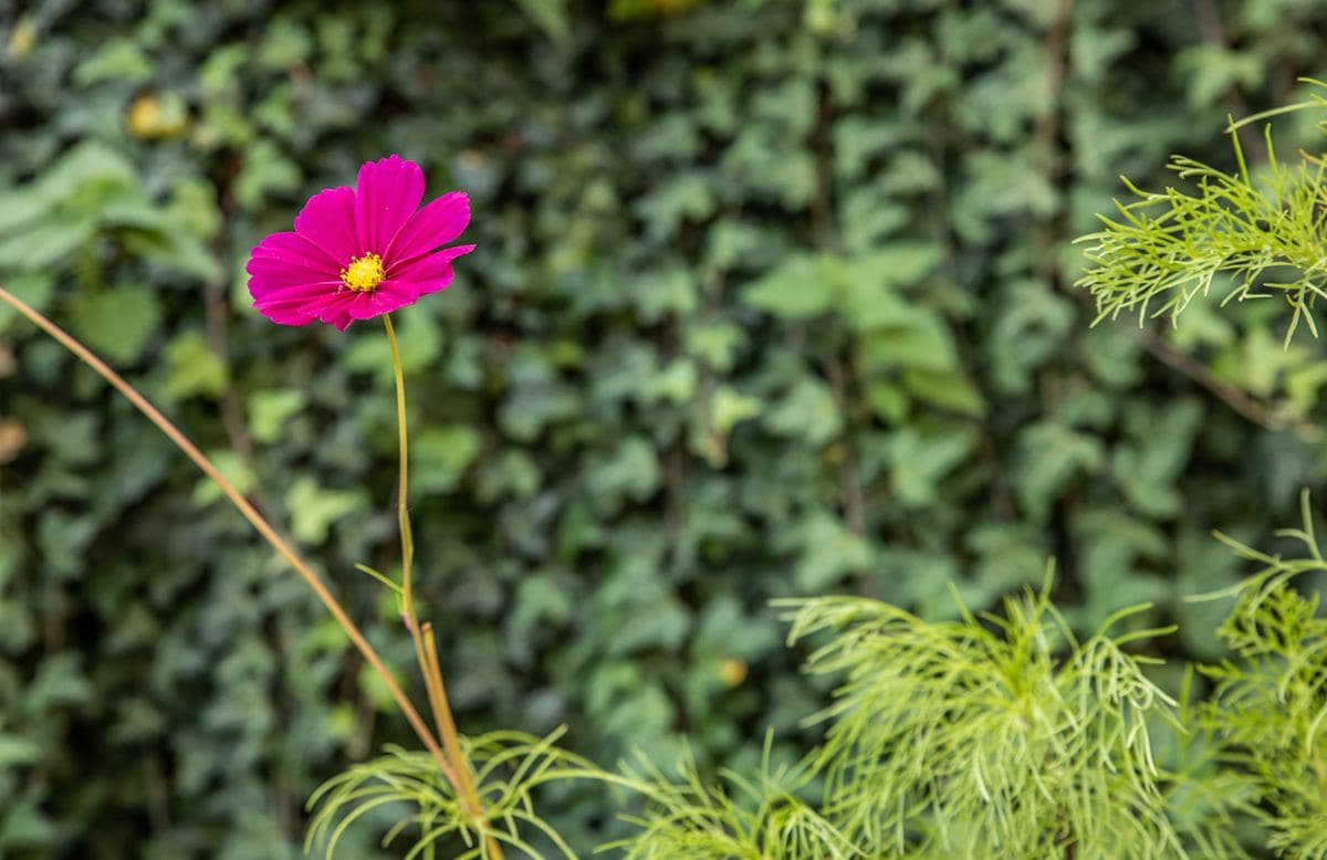 Sandre des Alpes valaisannes